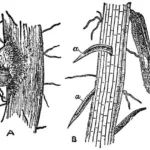 Beet Cyst Nematode