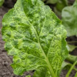 Beet mosaic