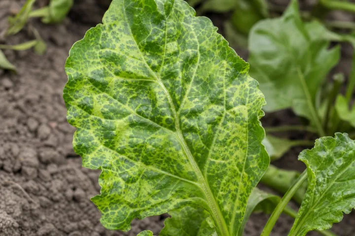 Beet mosaic