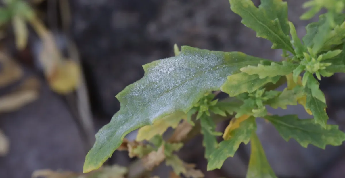 Beet powdery mildew