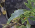 Beet powdery mildew