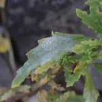 Beet powdery mildew