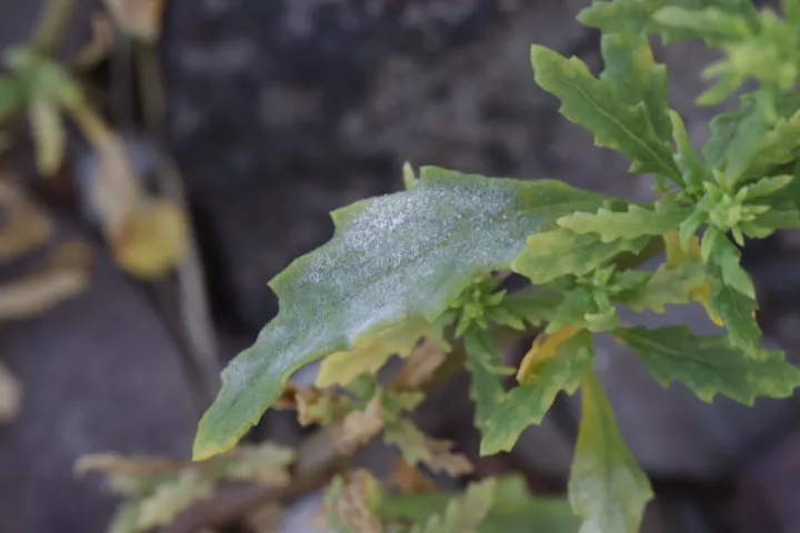 Beet powdery mildew