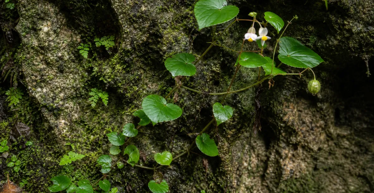Begonia benaratensis – plant photo