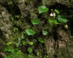 Begonia benaratensis care guide