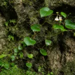 Begonia benaratensis care guide (Begonia benaratensis) – plant photo