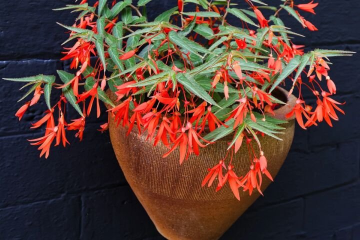 Begonia boliviensis