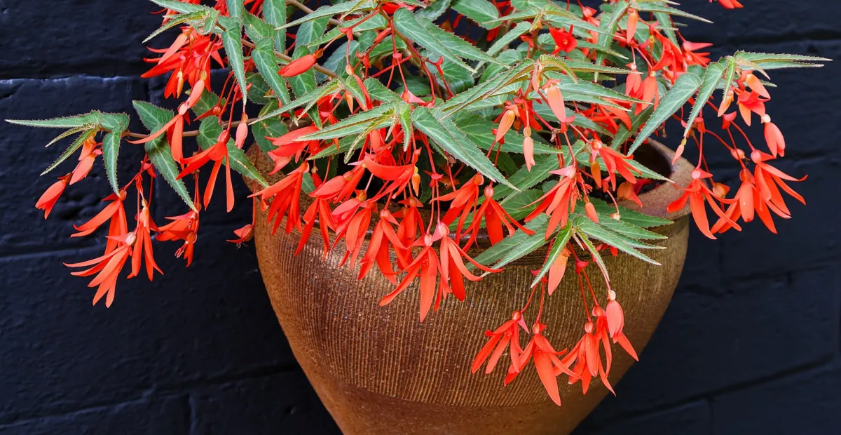 tuberous begonia (Begonia boliviensis) – plant photo