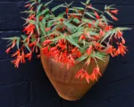 Tuberous begonia (Begonia boliviensis) care guide