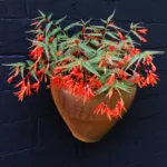 tuberous begonia (Begonia boliviensis) – plant photo