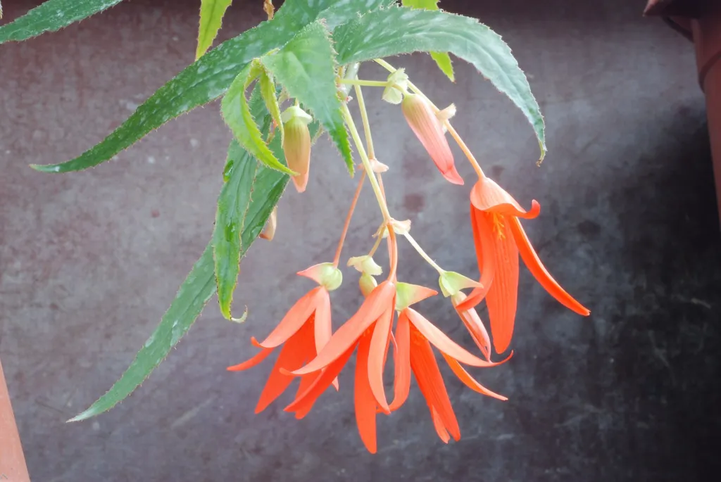 tuberous begonia (Begonia boliviensis) – in a garden setting, plant photo