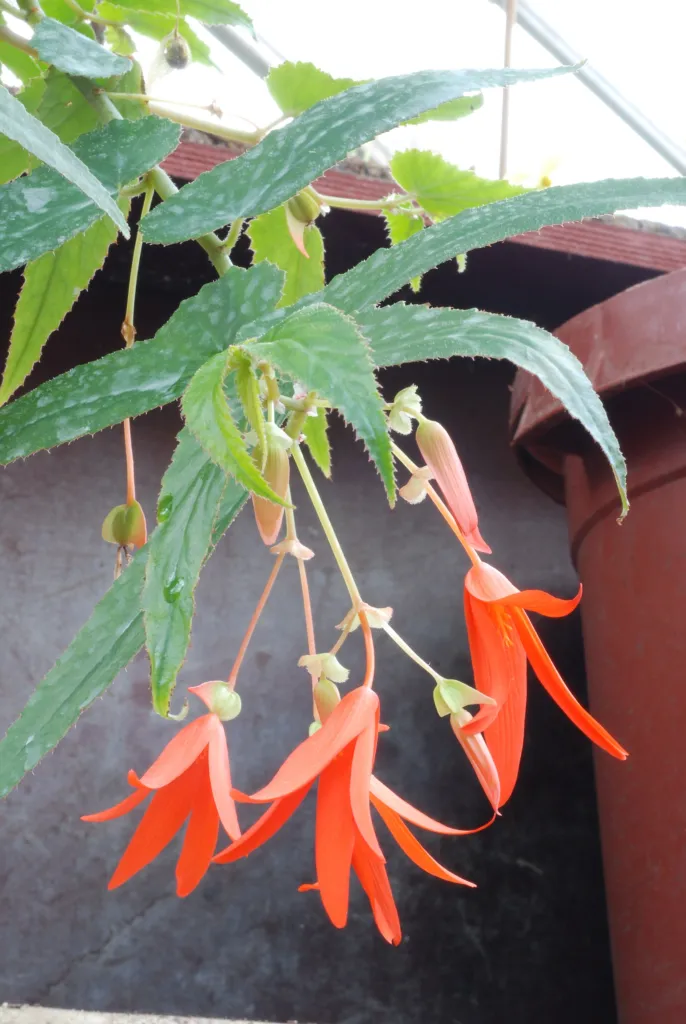 tuberous begonia (Begonia boliviensis) – in a garden setting, plant photo