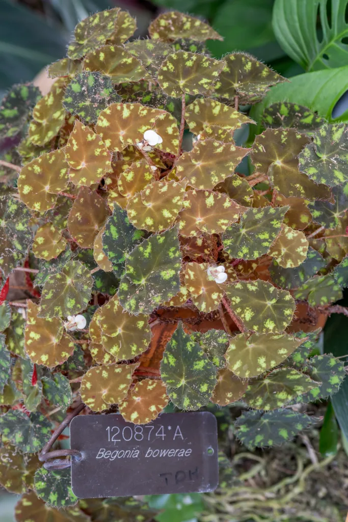 Eyelash Begonia (Begonia bowerae) – in a garden setting, plant photo