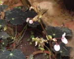 Eyelash Begonia (Begonia bowerae) care guide