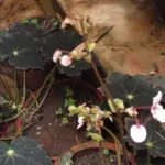 Eyelash Begonia (Begonia bowerae) – plant photo