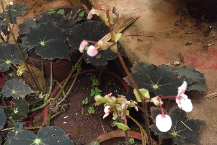 Begonia bowerae