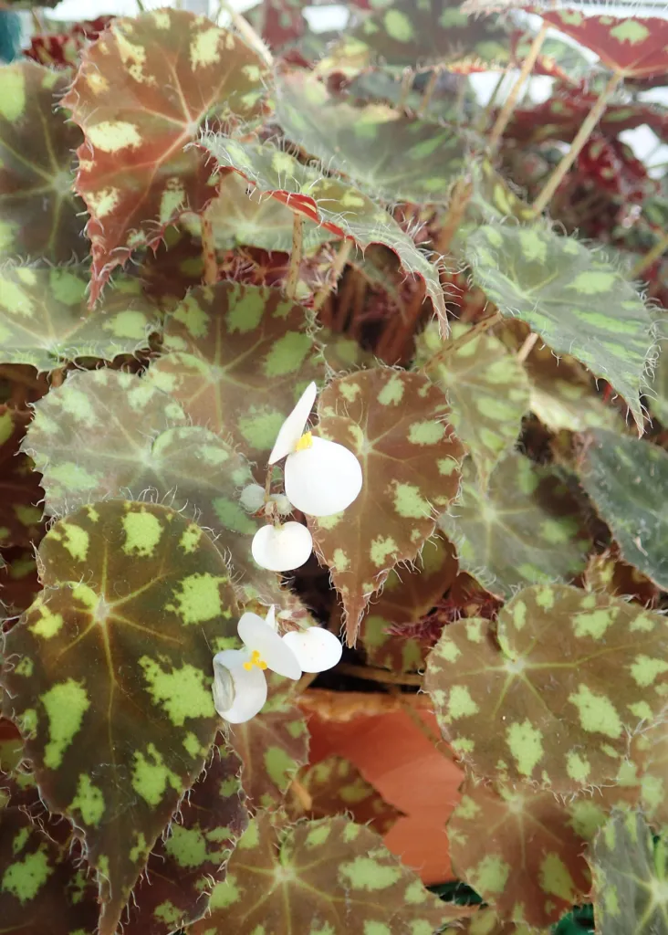 Eyelash Begonia (Begonia bowerae) – in a garden setting, plant photo