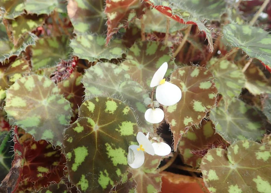 Eyelash Begonia (Begonia bowerae) – in a garden setting, plant photo