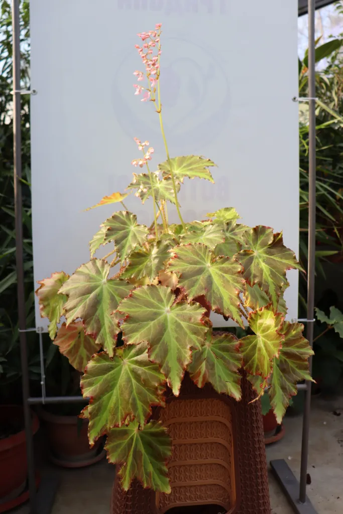 Eyelash Begonia (Begonia bowerae) – in a garden setting, plant photo