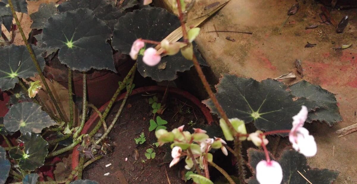 begónia Bowerovej (Begonia bowerae) – fotografia rastliny