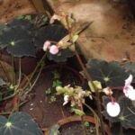 begónia Bowerovej (Begonia bowerae) – fotografia rastliny