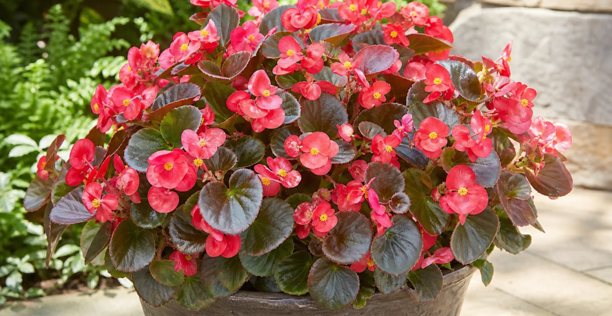 Begonia 'Cocktail' – Pflanzenfoto