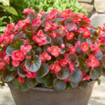 Begonia 'Cocktail' – Pflanzenfoto