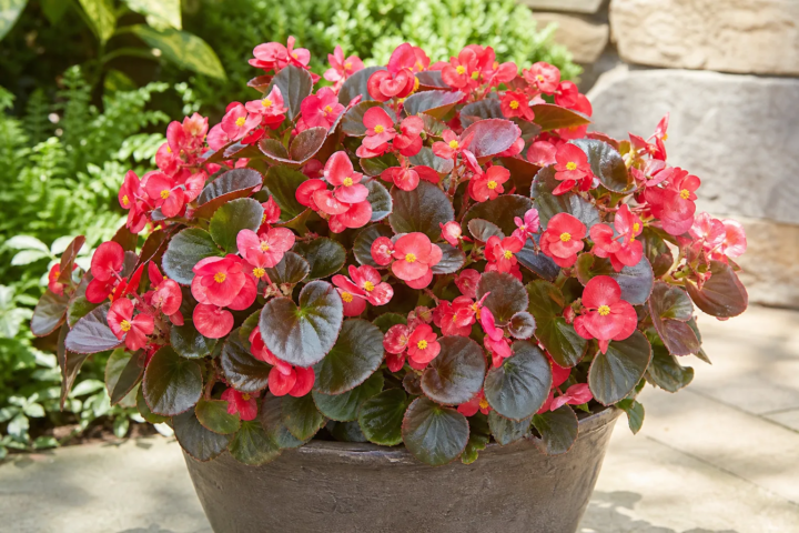 Begonia 'Cocktail'