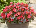 Begonia ‘Cocktail’