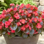 Begonia ‘Cocktail’ (Begonia 'Cocktail') – plant photo