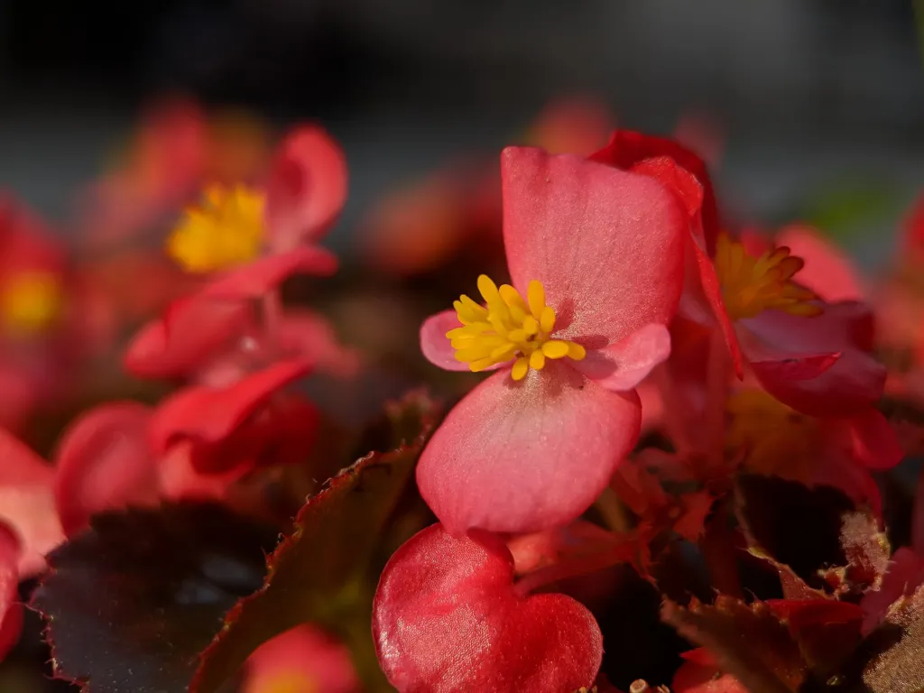 clubbed begonia (Begonia cucullata) – characteristic appearance, plant photo