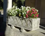 Clubbed begonia (Begonia cucullata) care guide
