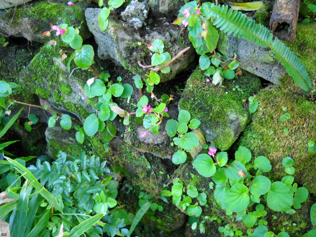 clubbed begonia (Begonia cucullata) – flowers in close-up, plant photo