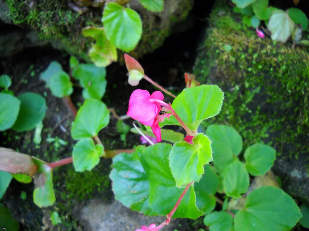 clubbed begonia (Begonia cucullata) – flowers in close-up, plant photo