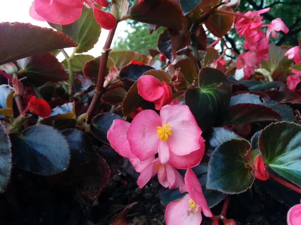 clubbed begonia (Begonia cucullata) – characteristic appearance, plant photo