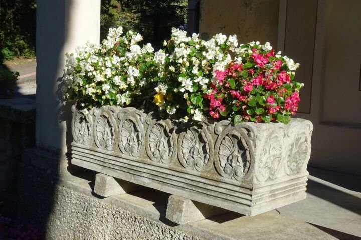 Begonia cucullata