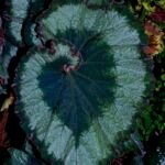 Begonia 'Escargot' – Pflanzenfoto