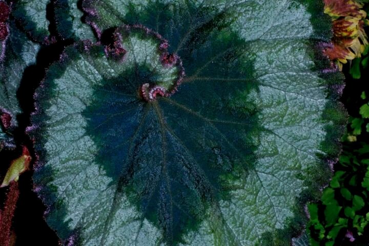 Begonia 'Escargot'