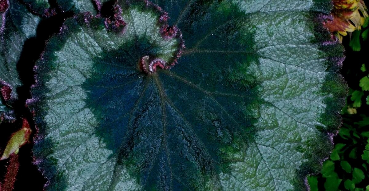 Begonia 'Escargot' – fotografia rastliny