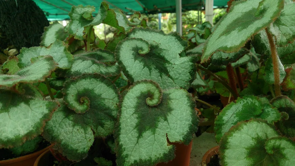 Begonia ‘Escargot’ (Begonia 'Escargot') – characteristic appearance, plant photo