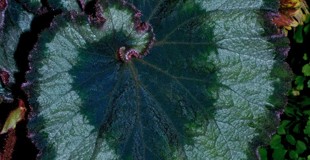 Begonia 'Escargot' – plant photo