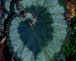 Begonia ‘Escargot’