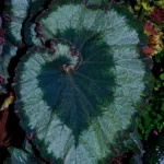 Begonia ‘Escargot’ (Begonia 'Escargot') – plant photo