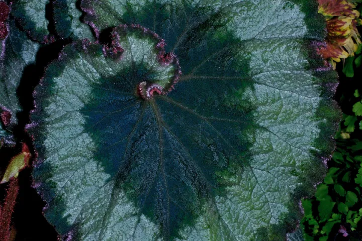 Begonia 'Escargot'