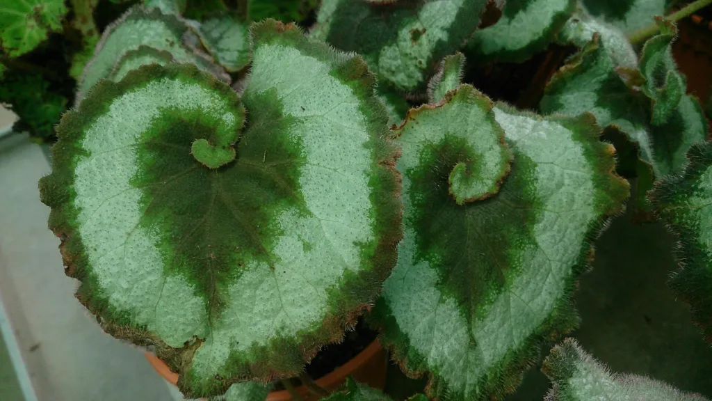 Begonia ‘Escargot’ (Begonia 'Escargot') – characteristic appearance, plant photo