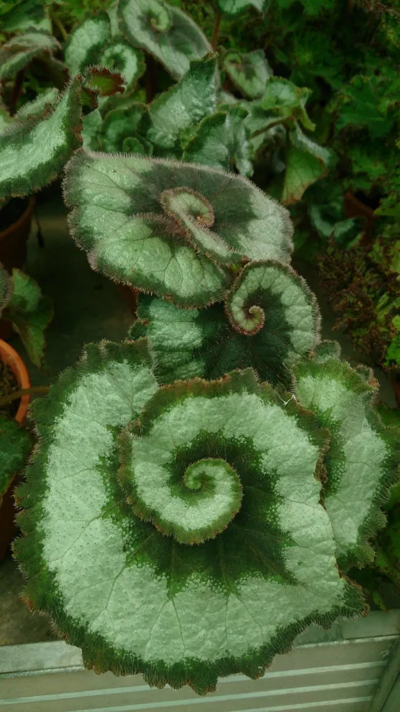 Begonia ‘Escargot’ (Begonia 'Escargot') – characteristic appearance, plant photo