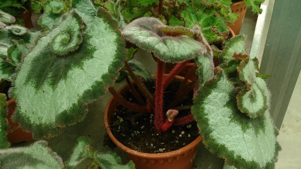 Begonia ‘Escargot’ (Begonia 'Escargot') – characteristic appearance, plant photo