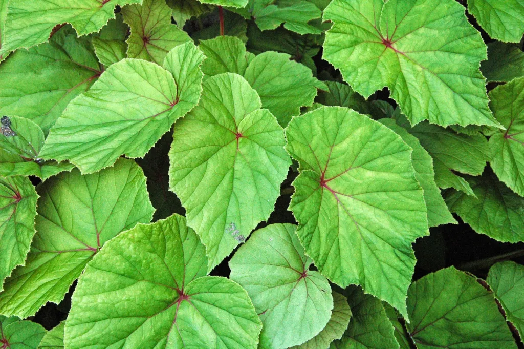 hardy begonia (Begonia grandis) – flowers in close-up, plant photo