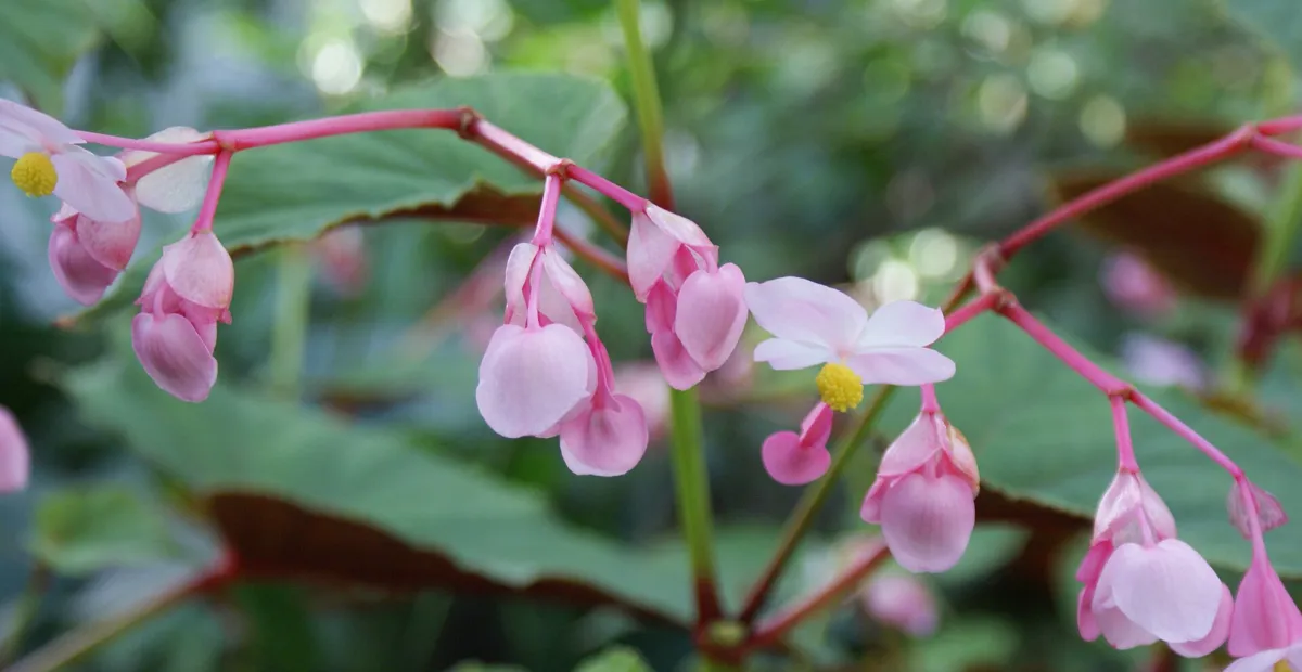 hardy begonia (Begonia grandis) – plant photo