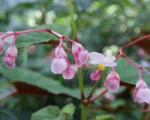 Hardy begonia (Begonia grandis) care guide